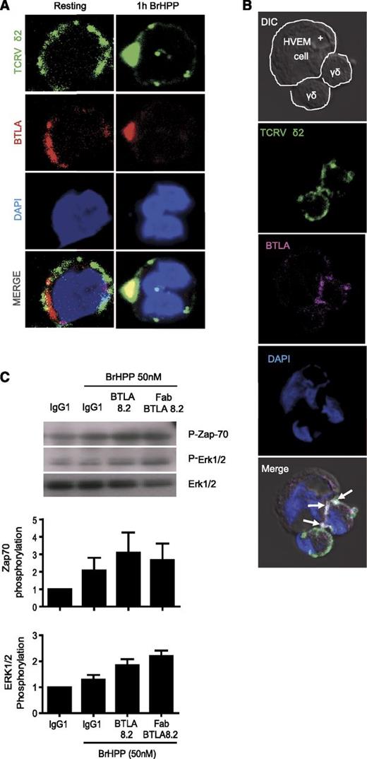 Figure 3. BTLA co-clustered with Vγ9Vδ2TCR after activation. (A) Distribution of BTLA and Vδ2TCR on resting (left panel) or BrHPP-activated γδ T cells (right panel). Cells were first fixed and permeabilized, and then stained with anti-BTLA (clone 7.1, IgG2b, red) and anti–TCRVδ2-FITC (IgG1, green) mAbs. The nucleus was stained with DAPI (blue). The second antibody used anti-mouse IgG2b-Cy5 for BTLA detection. Images were analyzed on a confocal microscope. Yellow indicates the overlay of red and green signals. Shown are representative images from 4 independent experiments. (B) Distribution of BTLA and Vδ2TCR on polarizing cells after interaction with HVEM-positive lymphoma cells (RL cells). Cells were first fixed and permeabilized and then stained with anti-BTLA 7.1 (pink) and anti–TCRVδ2-FITC (green) mAbs. The nucleus was stained with DAPI (blue). The second antibody used anti-mouse IgG2b-Cy5 for BTLA detection. Images were analyzed on a confocal microscope. The white arrows pointing to the white shading indicate the overlay of pink and green signals. (C) BTLA blockade (with full-length BTLA 8.2 or its Fab form) increases the phosphorylation of Zap-70 and Erk1/2. 1 × 106 purified γδ T cells derived from a HV were stimulated for 5 minutes with BrHPP (50 nM) and isotype control or anti–PD-1.3.1 mAb or anti-BTLA 8.2. Total cellular proteins were separated on a 10% sodium dodecyl sulfate polyacrylamide gel electrophoresis gel and revealed by Western blot analysis using a phospho-Zap-70 or phospho-Erk1/2 antibody. Quantification of phosphorylation was calculated as the ratio between the signals of phospho-protein and the corresponding total protein.