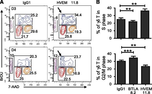 Figure 5. BTLA-HVEM engagement induces partial S-phase arrest. (A) Representative result showing the time course study of in vitro BrdU pulsing Vγ9Vδ2 T cells after 3 days (upper panel) and 4 days (lower panel) in culture with IL-2 + BrHPP (50 nM) ± HVEM 11.8 or IgG1. (B) Percentage of naïve Vγ9Vδ2 T cells in the S phase (upper panel) or in the G2/M phase (lower panel) after 3 days in culture with IL2+BrHPP±IgG1 or HVEM 11.8 (n = 12). Cells that may be in transition between 2 proliferation stages were excluded. Results were expressed as mean ± SEM, and statistical significance was established using the nonparametric paired Wilcoxon U test. *P < .05; **0.001 < P < .01; ***P < .001.