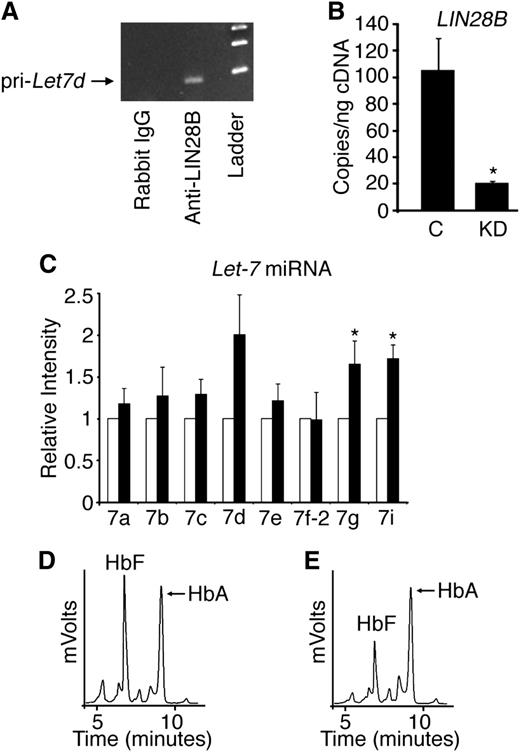 Figure 1. LIN28B regulates HbF levels in cultured human cord blood erythroblasts. (A) Detection of primary let-7d miRNA in erythroblasts cultured from human CD34+ cord blood cells after RNA IP with antibodies against LIN28B or control (rabbit IgG) with DNA ladder in the right lane shown for comparison. (B) LIN28B knockdown (LIN28B-KD) confirmation by qRT-PCR quantitation of copy number per nanogram complementary DNA (cDNA) (copies/ng cDNA). LIN28B-KD and control samples were evaluated. (C) The relative expression levels of the let-7 family of miRNAs were determined by qRT-PCR. Open bars represent control samples and black bars represent LIN28B-KD. Standard deviation bars are shown. *P < .05 in triplicate experiments. Hemoglobin profiles demonstrated by HPLC analysis are shown for (D) control and (E) LIN28B-KD cultures. HbF and HbA peaks are labeled on each graph (y-axis: mVolts; x-axis: elution time in minutes). C, empty vector control; KD, LIN28B knockdown; Pri-Let7d, primary let-7d miRNA.