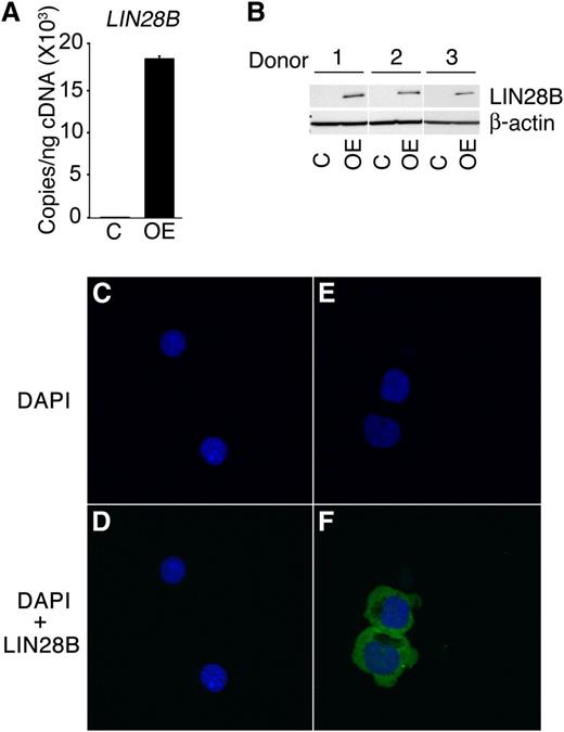 Figure 2. LIN28B overexpression in adult human erythroblasts. LIN28B-OE was confirmed by (A) qRT-PCR quantitation of copy number per nanogram complementary DNA (cDNA) (copies/ng cDNA); (B) Western blot analysis and (C-F) confocal images of control and LIN28B-OE cells were stained with DAPI (4′,6-diamidino-2-phenylindole) (blue) and LIN28B (green). Cells were transfected with empty vector (C-D), and LIN28B (E-F). Analyses were performed at culture day 14. Mean value ± standard deviation of 3 independent donors for each condition. C, empty vector control; OE, LIN28B overexpression.