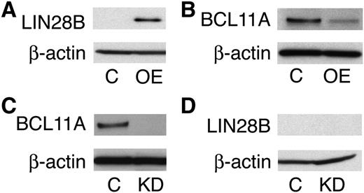 Figure 6. LIN28B is an upstream regulator of BCL11A. Western blot analyses with protein extracts from empty vector control (C) versus LIN28B-OE (OE) cells (A-B), or BCL11A knockdown (KD) cells (C-D). The blots were probed with anti-LIN28B, and anti-BCL11A as labeled at the left of each band pair. An anti-β-actin probe was used as a loading control.