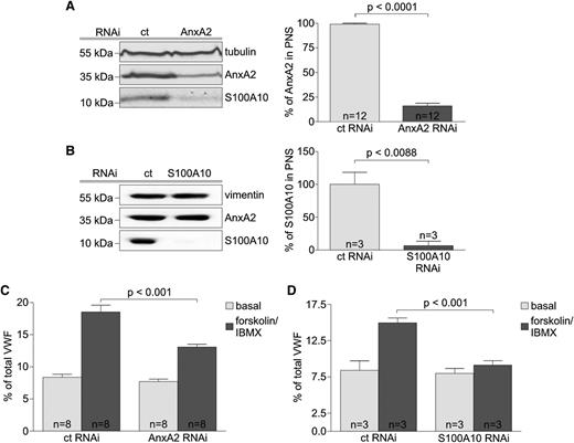 Figure 1. Forskolin-evoked secretion of VWF is inhibited by knockdown of AnxA2 and S100A10. HUVECs were transiently transfected with either nontargeting siRNA duplexes (ct) or duplexes specific for AnxA2 or S100A10. (A-B) Forty-eight hours after transfection, PNSs were prepared and analyzed by immunoblotting for the presence of AnxA2 and S100A10. Probing for α-tubulin and vimentin served as loading controls. Signal intensities were quantified as described in the supplemental Methods, and results from different experiments are summarized in the right panels (n = number of independent experiments). Statistical significance was evaluated by unpaired Student t test. Bars represent mean ± standard error of the mean (SEM). (C-D) Quantification of VWF secretion in response to forskolin from HUVECs depleted of (C) AnxA2 or (D) S100A10. Forty-eight hours following transfection with siRNA duplexes, HUVECs were subjected to agonist treatment of 20 minutes. The amount of VWF released into the cell culture supernatant was then determined as described in Methods. Effects on secretion were quantified in ≥3 independent experiments, and 1-way ANOVA with Bonferroni test was performed to evaluate statistical significance. Bars represent mean ± SEM.