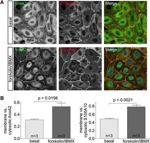 Figure 2. Subcellular localization of Anx A2 and S100A10. (A) HUVECs were incubated in basal medium or forskolin/3-Isobutyl-1-methylxanthine (IBMX)-containing stimulation medium for 20 minutes and subsequently fixed and permeabilized using 0.2% Triton-X100 in 4% paraformaldehyde (PFA)/phosphate-buffered saline. Cells were then stained with anti-AnxA2 (green) and anti-S100A10 (red) antibodies. 4,6 diamidino-2-phenylindole (DAPI) was used to label the nuclei (blue). Bars represent 10 µm. (B) For the quantification of the subcellular localization of AnxA2 and S100A10, signal intensities of both proteins in the cytoplasm and at the plasma membrane of 10 single cells per experiment were analyzed using ImageJ software. Ratios of membrane vs cytosolic intensities were calculated in 3 independent experiments, and the unpaired Student t test was performed to evaluate statistical significance. Bars represent mean ± SEM.