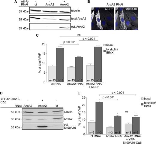 Figure 3. The entire AnxA2-S100A10 complex is involved in cAMP-dependent VWF release from HUVECs. HUVECs were transfected with siRNA specific for AnxA2 or nontargeting siRNA (ct RNAi). (A) Forty-eight hours later, cells were subjected to a second transfection using control siRNA, AnxA2 siRNA, or AnxA2 siRNA plus an siRNA-insensitive AnxA2 expression vector (AII-Rr). PNSs were prepared and analyzed by immunoblotting using rabbit polyclonal anti-AnxA2 antibodies for the detection of the total (endogenous and ectopically expressed) AnxA2 (total) and mouse monoclonal anti-AnxA2 antibodies (clone H28) for the specific detection of only ectopically expressed AnxA2 (ect.; see supplemental Methods). Probing with monoclonal α-tubulin antibodies was included as a loading control. (B) HUVECs transiently transfected with AnxA2 siRNA plus rescue plasmid (AII-Rr) were stained with (left) anti-AnxA2 antibodies specifically labeling the ectopically expressed AnxA2 (clone H28) and (right) anti-S100A10 antibodies directly coupled to Alexa Fluor 594. Nuclei were labeled with DAPI (blue). Scale bars represent 10 µm. Note the efficient restoration of AnxA2 and endogenous S100A10 levels in cells expressing the AnxA2 rescue construct (AII-Rr). (C) Cells transfected with siRNA (AnxA2 or nontargeting siRNA) or siRNA plus rescue plasmid (AII-Rr) were subjected to secretagogue-free and forskolin/IBMX-containing stimulation media for 20 min. Subsequently, the amount of released VWF was analyzed by enzyme-linked immunosorbent assay (ELISA). The effect on secretion was quantified in sets of 13 independent experiments, and 1-way ANOVA with Bonferroni test was performed to evaluate statistical significance. Bars represent mean ± SEM. (D) Forty-eight hours after the first siRNA transfection, HUVECs were subjected to a second round of transfection using either AnxA2 siRNA, AnxA2 siRNA plus a ubiquitinylation-resistant S100A10 mutant construct (YFP-S100A10-CΔ6), or control siRNA. Following another 48 h, PNS fractions were prepared and subjected to immunoblotting using rabbit polyclonal anti-AnxA2 and mouse monoclonal anti-S100A10 antibodies. Probing with monoclonal α-tubulin antibodies served as an internal loading control. Note the stability of the S100A10 mutant in cells depleted of AnxA2. (E) Transfections were carried out as described in D, and the amount of VWF released in response to forskolin was quantified by ELISA in sets of 3 independent experiments. One-way ANOVA with Bonferroni test was used for the evaluation of statistical significance. Bars represent mean ± SEM.