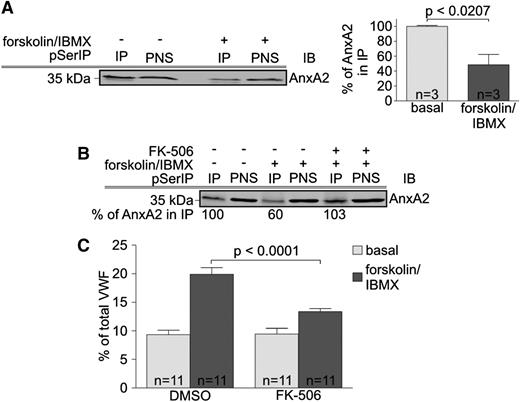 Figure 4. Forskolin induces dephosphorylation of AnxA2. (A) HUVECs were incubated in forskolin/IBMX-containing stimulation medium or basal medium containing DMSO as vehicle control for 30 minutes, and PNSs were subjected to immunoprecipitation (IP) using anti–phosphoserine-coupled agarose. The amount of AnxA2 present in the PNS and the immunocomplexes was quantified by immunoblotting using mouse monoclonal anti-AnxA2 antibodies (clone HH7). One representative example is shown on the left. For quantification, AnxA2 levels in PNS fractions (input) were normalized to the respective level of the Ig heavy chain signals (internal loading control) and calculated as percentage of protein precipitated from unstimulated cells (right). Statistical significance of the results obtained from 3 independent experiments was evaluated by unpaired Student t test. (B) Serum-starved HUVECs were pretreated for 5 hours with 50 nM FK-506 or DMSO as vehicle control at 37°C. Subsequently, cells were incubated in forskolin/IBMX-containing stimulation or basal medium for 30 minutes, and PNSs were subjected to anti–phospho-serine IP as described in A. PNS and IP fractions were probed for AnxA2, and a representative immunoblot of 2 independent experiments is shown. Numbers below the blot indicate AnxA2 levels in the IPs that were calculated as percent of protein precipitated from unstimulated cells as described in A. (C) HUVECs were preincubated in medium containing FK-506 or DMSO (vehicle control) and then subjected to forskolin/IBMX treatment as outlined in Methods. The amount of VWF released into the cell culture supernatant was analyzed by ELISA, and statistical significance of the results obtained from 11 independent experiments was evaluated by unpaired Student t test. Bars represent mean ± SEM. The basal secretion is not affected by FK-506 treatment, whereas the calcineurin inhibitor significantly reduces the forskolin-induced secretion.