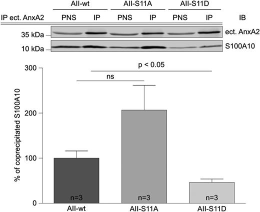 Figure 6. The phosphomimicking S11D mutation in AnxA2 attenuates the interaction between AnxA2 and S100A10 in HUVECs. HUVECs were transiently transfected with WT-, S11A-, or S11D-AnxA2, respectively. Forty-eight hours after transfection, PNSs were prepared and subjected to immunoprecipitation using mouse monoclonal antibodies only recognizing the ectopically expressed AnxA2 derivatives (clone H28; supplemental Methods). The amount of AnxA2 derivative (ect. AnxA2) and S100A10 present in the PNSs and the immunoprecipitates was quantified as described in supplemental Methods. For quantification, AnxA2 levels in IP fractions were normalized to the respective level in the PNS fraction (input), and the amount of coprecipitated S100A10 was calculated as percentage of precipitated AnxA2 (bar diagram). Statistical significance of the results obtained from 3 independent experiments was evaluated by 1-way ANOVA with the unpaired Student t test. Bars represent mean ± SEM.
