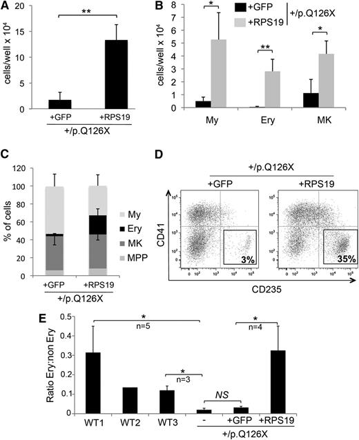 Figure 5. Gene rescue by RPS19 restores hematopoiesis in RPS19+/p.Q126X iPSCs. (A) Hematopoietic cells released from EBs derived from RPS19+/p.Q126X iPSC subclones with GFP or RPS19 cDNAs integrated into the AAVS1 locus. **P = .002; n = 4 independent experiments. (B) Hematopoietic cells released from EBs, as shown in panel A, were analyzed by flow cytometry for hematopoietic lineage markers, as described in Figure 3B. **P < .01 for Ery; *P < .05 for MK and My; n = 4 independent experiments. (C) Analysis of data from panel B showing relative production of different hematopoietic lineages in the RPS19+/p.Q126X iPSC sublines with GFP or RPS19 cDNA transgenes. Note that erythropoiesis is selectively enhanced in the RPS19-rescued cells (% CD235+: 21 vs 2.5, P = .009); n = 4 independent experiments. (D) Representative flow cytometry analysis showing the percentage of CD235+ Ery cells produced in differentiation cultures of RPS19+/p.Q126X iPSC subclones with GFP or RPS19 cDNA transgenes. (E) The relative proportion of Ery cells produced by day 14 EBs derived from 3 WT iPSC lines, RPS19+/p.Q126X parental iPSCs (designated as “–”) and its subclones containing GFP or RPS19 cDNAs integrated into the AAVS1 locus. The variable proportions of erythroblasts observed between the 3 WT lines represents reproducible differences in hematopoietic potential among different iPSC clones. Note that erythropoiesis is restored in RPS19+/p.Q126X iPSCs by RPS19 cDNA, but not by GFP cDNA. *P < .05, n = 4 independent experiments comparing RPS19+/p.Q126X + GFP and RPS19+/p.Q126X + RPS19 clones.