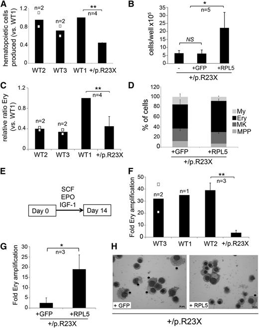 Figure 7. Defective erythropoiesis in RPL5-haploinsufficient iPSCs is restored by gene correction. (A) Hematopoietic cells released from EBs generated by RPL5+/p.R23X and 3 different WT lines at day 14 of differentiation. Cultures contained roughly equal numbers of EBs that were of similar size. **P < .01; n = 4 independent experiments performed in parallel between WT1 and RPL5+/p.R23X, 2 of them included WT2 and WT3. All the results are shown as a ratio relative to WT1, which was used as an internal standard in every experiment and is assigned an arbitrary value of 1. (B) Hematopoietic cells released by EBs from RPL5+/p.R23X (designated as “–”) and gene-corrected (+GFP control and +RPL5) iPSCs at day 14 of differentiation. Cultures contained roughly equal numbers of EBs that were of similar size. *P < .05. All experiments were performed in parallel. n = 5 independent experiments. (C) Ery cells released by day 14 EBs from RPL5+/p.R23X and WT iPSCs. Results are shown as relative ratio to WT1 present in each experiment and used as an internal standard. RPL5+/p.R23X EBs released fewer Ery cells than WT1 EBs (P < .01, n = 4), but not WT2 or WT3 EBs. The increased proportion of erythroblasts produced by WT1 iPSCs reflects clonal variability in Ery potential that we observe consistently between different WT iPSC lines. (D) Relative frequency (%) of each hematopoietic lineage present in day 14 EB cultures represented in experiment from panel B, as determined by flow cytometry according to Figure 3C. The proportion of Ery cells in WT RPL5-rescued RPL5+/p.R23X iPSCs was not significantly increased compared with nonrescued clones; n = 5 independent experiments. (E) Hematopoietic cells (2 × 105) released by 14-day-old EBs from WT and RPL5+/p.R23X iPSCs were incubated with the Ery cytokine combination EPO, SCF, and IGF-1 and cultured for 14 days. (F) Expansion of iPSC-derived Ery progenitors after 14 days in liquid culture according to the protocol described in panel E. Data are shown for 3 WT control cell lines and the RPL5+/p.R23X clone (**P < .01). (G) Expansion of Ery progenitors derived from RPL5+/p.R23X iPSCs with GFP or WT RPL5 cDNAs, assessed according to the strategy described in panels E and F. Correction of RPL5 haploinsufficiency increased Ery expansion by about sevenfold (*P < .05). (H) May Grünwald-Giemsa–stained cells from experiment in panel G at day 14 of culture. The cultures derived from RPL5+/p.R23X + GFP iPSCs express a greater proportion of myeloid cells (*) compared with cultures derived from RPL5+/p.R23X + RPL5 iPSCs, which are predominantly Ery (right panel). Images were obtained with a Zeiss Axioskope 2 microscope, Axiocam camera, and AxioVision 4.8 software (Carl Zeiss). The black bars in the graphs (A,C,F) represent mean values. For iPSC lines examined in 3 or more independent experiments, the error bars show SD. For iPSC lines examined twice, individual data points from each experiment are shown as open squares.