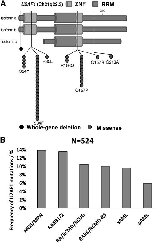 Figure 1. Distribution and frequency of U2AF1 mutations across gene domains and different hematological malignancies. (A) Three isoforms of U2AF1 are shown with the 2 zinc finger domains (ZNF) and the RNA recognition motif (RRM) highlighted. Almost all identified U2AF1 missense mutations are located in 1 of the 2 ZNF domains. (B) Comparison of the frequency of U2AF1 mutations between different hematological malignancies. MDS/MPN and high-risk MDS (RAEB1/2) showed the most frequent mutations (14% and 13%, respectively), whereas primary AML showed the least (6%). RA, refractory anemia; RCMD, refractory cytopenia with multilineage dysplasia; RCMD-RS, refractory cytopenia with multilineage dysplasia with ring sideroblasts; RCUD, refractory cytopenia with unilineage dysplasia.
