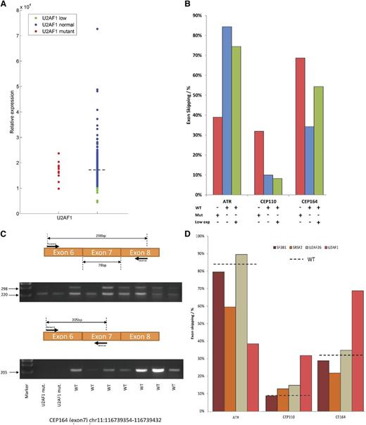 Figure 3. Transcriptional analysis of patients with splicing factor mutations. (A) Comparison of levels of U2AF1 mRNA between U2AF1 mutants, WT cases, and WT cases with low expression of U2AF1 (red, blue, and green colors, respectively). The mean expression level is indicated by the dashed line. (B) Exon skipping levels in 3 genes comparing U2AF1 mutants, WT, and WT with low expression levels (red, blue, and green bars, respectively). (C) Validation of RNAseq results on exon 7 of the CEP164 gene using an independent set of patients by RT-PCR. (D) Comparison of exon skipping levels between patients bearing mutations in different spliceosomal factors: SF3B1, SRSF2, U2AF26, and U2AF1. ATR, ataxia telangiectasia and Rad3-related.