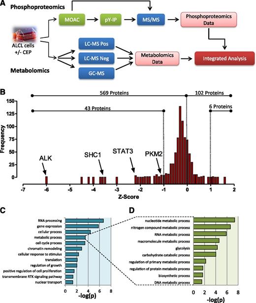 Figure 1. Phosphoproteomic analysis reveals NPM-ALK–mediated changes in metabolic pathways. (A) Experimental strategy used for phosphoproteomic and metabolomic analysis of ALK. NPM-ALK+ cell lines were exposed to ALK inhibitor or DMSO. Phosphorylated peptides were enriched with metal oxide affinity chromatography (MOAC) followed by immunoprecipitation with pY antibodies and subjected to tandem MS analysis (biological triplicate). For the metabolomics, the cell lysates were subjected to LC-MS in both positive and negative mode, as well as gas chromatography MS (GC-MS). (B) The phosphoproteomic data plotted as number of proteins (frequency) vs the z-score based on change in spectral counts in response to ALK inhibition (CEP). A significance threshold was set at |z|≥ 1. (C) GO term enrichment analysis using Database for Annotation, Visualization and Integrated Discovery applied to the proteins that changed in spectral counts following ALK inhibiton. A subset of the significant terms is displayed and ranked by –log(p), the natural log of the P value. (D) List of GO terms that comprise the metabolic processes term.