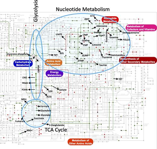 Figure 3. Integrated “omic” analysis reveals global metabolic changes. Kyoto Encyclopedia of Genes and Genomes “search&color pathway” analysis for phosphoproteins and metabolites overlaid on the human metabolic reference map (hsa01100). Phosphoproteomic data from one biological replicate of the SU-DHL-1 were used, whereas metabolomic data from 4 averaged biological replicates of SU-DHL-1 cells were used. Metabolites that changed (Student t test, P < .05) in response to CEP treatment were used. Green and red represent decrease and increase, respectively. Lines represent phosphoprotein and dots represent metabolites. Blue shading over glycolysis, TCA cycle, and nucleotide metabolism serve to highlight pathways that are highly represented.
