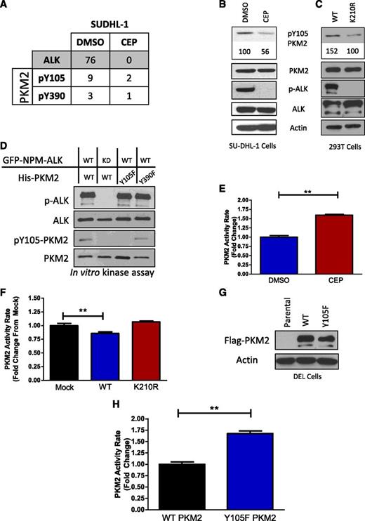 Figure 5. NPM-ALK regulates the phosphorylation and activity of PKM2. (A) Changes in p-ALK and p-PKM2 in response to ALK inhibition. The spectral counts for ALK (all phosphorylated peptides) and the 2 identified PKM2 phosphopeptides are shown. (B) Immunoblots of lysates from SU-DHL-1 cells following CEP treatment of 6 hours at 300 nM CEP. (C) Immunoblots of 293T lysates that were transiently transfected with either WT NPM-ALK or K210R NPM-ALK. (D) In vitro kinase assay with purified His-PKM2 (WT, Y105F, or Y390F) and ALK immunoprecipitation using GFP-NPM-ALK (WT or K210R). (E) PKM2 activity assay for SUPM2 cells treated with 100 nM CEP for 4 hours. (F) PKM2 activity assay on lysates from 293T cells transfected with mock, WT NPM-ALK, or K210R NPM-ALK. (G) Stable expression of Flag-PKM2 in DEL cells. (H) PKM2 activity assay of DEL cells stably expressing WT or Y105F PKM2. Data are mean ± SD; **P < .01.