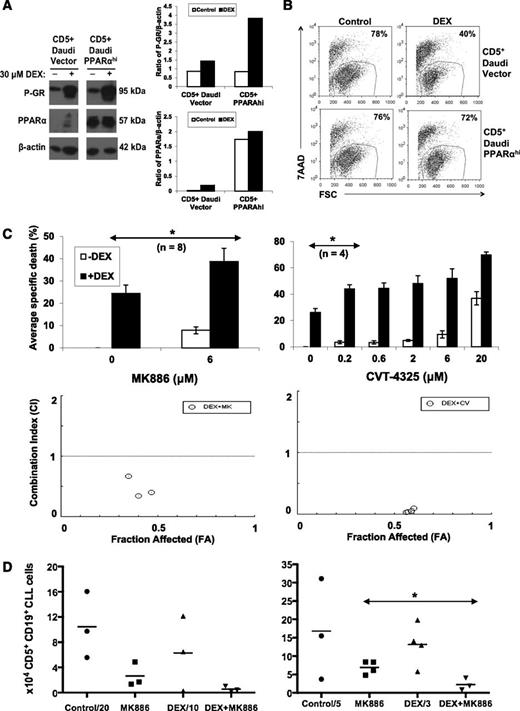 Figure 6. Effect of PPARα and fatty acid oxidation inhibitors on DEX-mediated cytotoxicity in vitro and in vivo. (A) CD5+ Daudi cells that overexpress PPARα and vector control cells were treated with DEX for 48 hours. Expression of PPARα and the activated phosphorylated GR was then determined by immunoblotting and quantified by densitometry, using β-actin as a loading control. (B) Percentages of viable Daudi cells that excluded 7AAD were determined by flow cytometry after 48 hours. Despite strong GR activation, DEX-treated PPARαhi cells were resistant to DEX. (C) (Upper) CLL cells from the indicated numbers of patient samples were cultured in the presence or absence of DEX with or without the indicated concentrations of the PPARα antagonist MK886 or the fatty acid oxidation inhibitor CVT-4325. After 48 hours, specific death was determined by the differences of the percentages of viable 7AAD− cells in control and treated cultures measured by flow cytometry. Averages and standard errors of the results for each inhibitor are shown. (Lower) CIs were obtained by treating with MK886 (0.6, 1.2, and 6 μM) or CVT-4325 (0.2, 0.6, 2, and 6 μM) together with DEX (30 μM) and entering the resulting specific death values into the CompuSyn program. Fraction affected (FA)-CI plots are shown for a single patient sample and indicate that the combinations of MK886 or CVT-4325 with DEX are synergistic (CI < 1). Similar results were obtained with 4 other patient samples. (D) NOD-SCIDγcnull mice engrafted 6 weeks earlier with CLL splenocytes were treated with 4 consecutive injections of MK886 (10 mg/kg), DEX (4.6 mg/kg), or both MK886 and DEX. Four days after the last injection, human CD5+CD19+ CLL cells were measured in peritoneal cavities by flow cytometry. The graphs represent the results from 2 separate experiments with spleen cells from different patients. **P < .01; *P < .05.