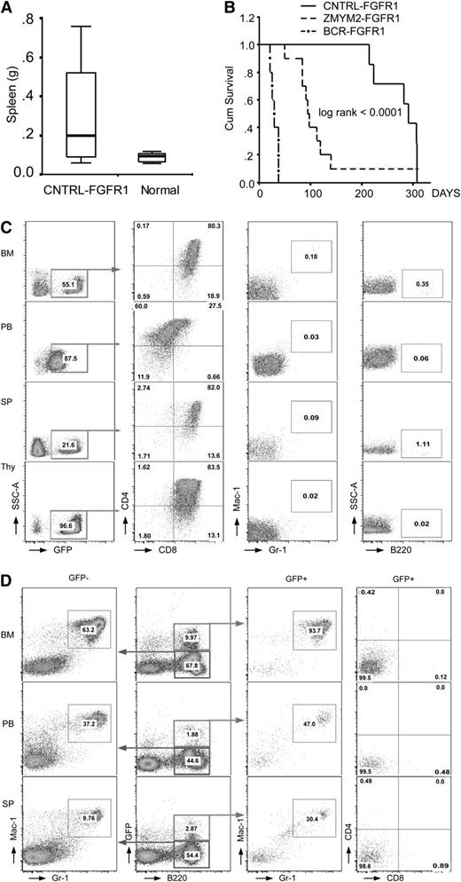 Figure 2. Phenotypic analysis of CNTRL-FGFR1 transduced and transplanted mice. (A) Comparison of splenic weight between leukemic and normal mice. (B) Comparison of survival from 3 chimeric BM transduction and transplanted mouse models. (C) Flow cytometric analysis (see “Methods”) of cells in BM, PB, SP, and thymus (Thy) from 2 mice with T-LBL shows a CD4+CD8+ phenotype. (D) Flow cytometry analysis shows that cells from a representative mouse that developed AML have a B220+Gr1+Mac1+ immunophenotype in both GFP+ and GFP− cell populations.