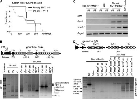 Figure 3. CNTRL-FGFR1 neoplasms are transplantable and originate from oligo- or monoclonal hematopoietic stem/progenitor cells. (A) Kaplan-Meier analysis of primary and secondary recipients shows no significant difference between the primary and secondary transplants. (B) Schematic representation showing the relative location of the PCR primers used to analyze the Tcrb locus (top). Gel electrophoresis of PCR products shows DJ arrangement of Tcrb in 2 representative, serially transplanted CNTRL-FGFR1 mice (bottom). DNA from BM displays 1 large band reflecting no rearrangement. DNA from normal Thy and lymph node (LN) shows several smaller bands resulting from rearrangements. DNA from Thy and LNs from 2 leukemic mice (#2, #5) shows oligo- or monoclonality. Specifically, DNA from 2 cell lines (CEP2A and CEP5A) shows only 1 predominant band (arrow), indicating that these lymphoma cells were monoclonal. (C) RT-PCR analysis shows the specific transcriptional levels of B-lineage genes in sorted myeloid cells (Gr1+Mac1+) or B cells (B220+CD19+) from normal (Nor) BALB/c mice as well as in sorted AML cells (Gr1+Mac1+ B220+) from 2 leukemic mice. The B-lymphoid cell line BBC2 is shown as a positive control. (D) Genomic PCR analysis of IgH rearrangement showing the germline configuration in DNA from the tail and polyclonal rearrangements in the B cells sorted from 3 normal BALB/c mouse splenocytes. The B220+Gr1+Mac1+ AML cells have the same pattern as normal Gr1+Mac1+ myeloid cells.
