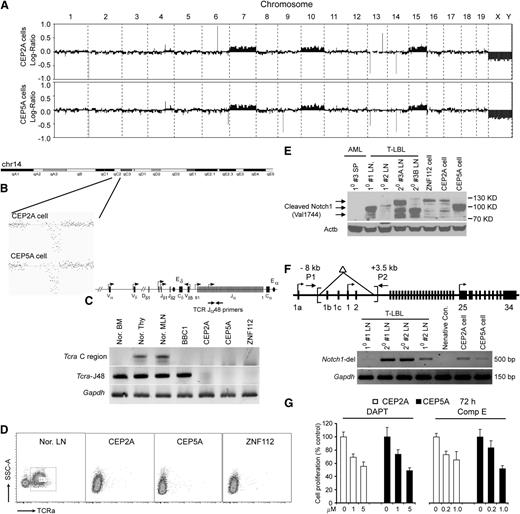 Figure 4. Mutational activation of Notch1 and deletion of Tcra are etiologically associated with the development of T-cell leukemia/lymphoma. (A) Array CGH analysis of CEP2A (top) and CEP5A (bottom) cells shows almost identical chromosome changes in the 2 cell lines, including 14qC2 segmental loss as well as gain of chr7, chr10, and chr15. (B) Detailed view of murine Tcra deletion in both CEP2A and CEP5A cell lines. (C) Genomic PCR confirms loss of Tcra in the CEP2A and CEP5A cells. (D) Flow cytometric analysis reveals that both CEP2A and CEP5A cells are negative for cell-surface Tcra. (E) Western blot analysis, using antibodies against the activated Notch1 (Val 1774 antibody, Cell Signaling Technologies), showing that activated Notch1 (different bands resulting from different truncating mutations) is present in LN isolated from the primary (1°) and secondary (2°) T-LBL mice compared with 3 murine FGFR1-related neoplasm cell lines. A spleen sample from #3 AML mouse is used as a negative control. (F) Schematic of the Notch1 gene showing the relative locations of the primers used to analyze the deletion mutants (top). A 5′ deletion (brackets) creates a 500-base pair fragment using the P1/P2 primers, as shown in LN from different T-LBL mice. In normal cells, the wild-type 11.5-kb fragment cannot be amplified.12 (G) γ-Secretase inhibitors DAPT and Comp E significantly inhibit CEP2A and CEP5A cell growth in vitro at micromolar concentrations.