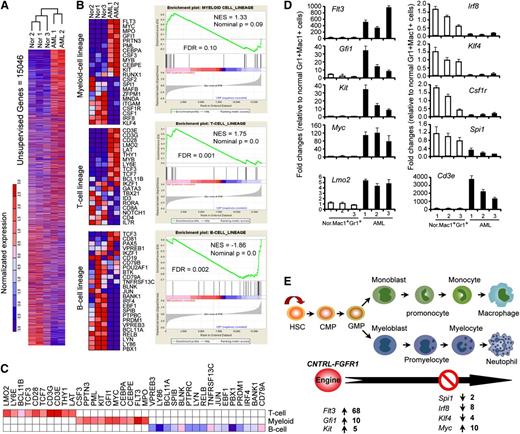 Figure 5. Gene expression analysis by RNA-seq demonstrates dysregulation of multiple genes associated with myeloid cell development. (A) Hierarchical cluster analysis generated by Euclidean distance and pairwise complete-linkage analysis of unsupervised RNA-seq data. (B) Heat map (left) and Gene Set Enrichment Analysis (right) show genes related to myeloid and T-lymphoid cell development are up-regulated (red) in sorted AML cells (B220+Gr1+Mac1+) compared with sorted normal myeloid cells (Gr1+Mac1+) from normal BALB/c mice (P < .05). (C) Leading-edge analysis of RNA-seq data sets demonstrates gene expression patterns in leukemic cells characteristic of both myeloid and T-lymphoid lineage cells. (D) Quantitative RT-PCR analysis confirms the transcription level changes for selected genes in AML cells measured by RNA-seq shown in (B). (E) Schematic summary of differentially expressed genes related to stages of myeloid development.