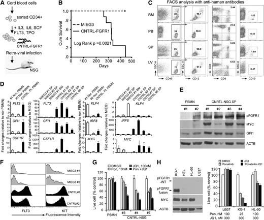 Figure 6. Human CD34+ progenitor cells transduced and xenotransplanted in NSG mice develop into AML. (A) Schematic representation of the experimental approach to generate the human CD34+ progenitor mouse model carrying the CNTRL-FGFR1 fusion gene. (B) Kaplan-Meier survival analysis of primary recipients following engraftment of either the MIEG3 control vector or CNTRL-FGFR1-transduced human CD34+ progenitor cells. (C) Representative flow cytometry analysis of BM, PB, SP, and liver (LV) cells from a primary recipient mouse. (D) Quantitative RT-PCR analysis shows the comparison of gene expression levels in CNTRL-FGFR1 mice (CNTRL) and 1 CNTRL-FGFR1 patient compared with an MIEG3-NSG (MIEG3) mouse and normal healthy human PB mononuclear cells (Nor. PBMN), respectively. (E) Western blot analysis shows the gene expression levels of activated FGFR1, MYC, and GFI1 in leukemic mouse spleens compared with normal human PBMN. (F) Flow cytometry analysis of FLT3 and KIT expression on the cell surface from the CNTRL-FGFR1-NSG (CNTRL) and control MIEG3-NSG (MIEG3) mice. (G) Cell viability assays show the synergistic effect of ponatinib (Pon) and JQ1 on cell growth inhibition in different primary leukemic mouse splenocytes and normal PBMN cells. (H) Western blot analysis shows the MYC, FGFR1, or FGFROP2-FGFR1 fusion protein levels in 4 human AML cell lines (left). Cell viability assays show the synergistic effect of Pon and JQ1 on cell growth inhibition is only seen in KG-1 cells that carry an FGFR1 rearrangement (right).