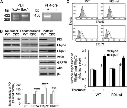 Figure 1. Characterization of platelet-specific PDI–deficient mice. (A) Polymerase chain reaction (PCR) analysis of WT and PDI CKO mice with primers for floxed PDI (422 bp) and PF4-Cre (450 bp). (B) Lysates of neutrophils, endothelial cells, and platelets isolated from WT and PDI CKO mice were immunoblotted with indicated antibodies. Band density of PDI, ERp57, ERp72, and GRP78 in WT platelets (gray bars) is shown as 100%. White bars, PDI-null platelets. Data represent mean ± SD (n = 3-6 mice per group). **P < .01; ***P < .001 vs WT platelets after Student t test. (C) Flow cytometric analysis shows the surface expression of ERp57 and ERp72 on resting (dotted line) and thrombin-activated (black line) WT and PDI-null platelets. The gray histogram represents the fluorescence intensity of control IgG on thrombin-activated platelets. The geometric mean fluorescence intensity of antibodies was normalized to that of control IgG, and data are shown as a fold increase (mean ± SD, n = 3).
