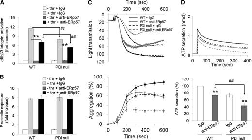 Figure 3. Inhibitory effect of surface ERp57 on αIIbβ3 integrin activation, P-selectin exposure, aggregation, and ATP secretion of PDI-null platelets. Mouse platelets were pretreated with nonimmune sheep immunoglobulin G (IgG) or blocking anti-ERp57 antibodies (50 μg/mL) and stimulated with 0.05 U/mL thrombin (thr). (A,B) αIIbβ3 integrin activation and P-selectin exposure were analyzed by flow cytometry as described in “Materials and methods.” Binding of anti-activated αIIbβ3 (JON/A) and anti–P-selectin antibodies to platelets was calculated by the ratio of the geometric mean intensity value of antibodies to that of control IgG. Then, antibody binding to resting WT platelets treated with nonimmune sheep IgG was normalized as 1 (white bar in the left panel). Data represent mean ± SD (n = 3). **P < .01 vs control IgG; ##P < .01 vs WT platelets after Student t test. (C,D) Platelet aggregation and ATP secretion were measured as described in Figure 2 (mean ± SD, n = 3). **P < .01 vs control IgG; ##P < .01 vs WT platelets after Student t test.