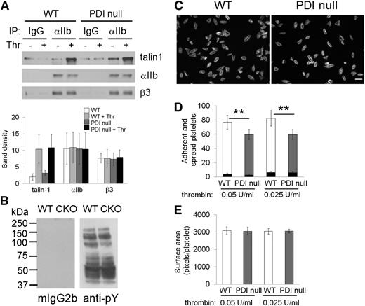 Figure 4. Platelet PDI does not regulate the β3–talin1 interaction, protein phosphorylation, or platelet spreading on immobilized FG. (A) WT and PDI-null platelets (3 × 107 platelets in 0.3 mL) were treated with or without 0.05 U/mL thrombin (Thr) for 45 seconds in an aggregometer and lysed with ice-cold lysis buffer. Lysates were immunoprecipitated and immunoblotted as described in “Materials and methods.” Data represent mean ± SD (n = 4). (B) Protein phosphorylation levels were determined by immunoblotting with lysates of thrombin-activated WT and PDI-null (CKO) platelets using mouse IgG2b (mIgG2b) or an anti-phosphotyrosine antibody (4G10). The representative blot was obtained from 3 independent experiments. (C-E) Mouse platelets (8 × 106 platelets in 0.4 mL) were incubated on FG-coated surfaces for 2 h at 37°C in the presence of 0.025-0.05 U/mL thrombin. Adherent and spread platelets were stained with rhodamine-conjugated phalloidin. (C) Representative images. Bar = 10 μm. (D) Number of adherent (but not spread, black bars) and fully spread (white and gray bars) platelets. **P < .01 vs WT platelets (total number of adherent and spread platelets) after Student t test. (E) Platelet spreading was analyzed by the surface area, which was measured by the number of pixels divided by the number of platelets in the field. Data represent mean ± SD (n = 3).