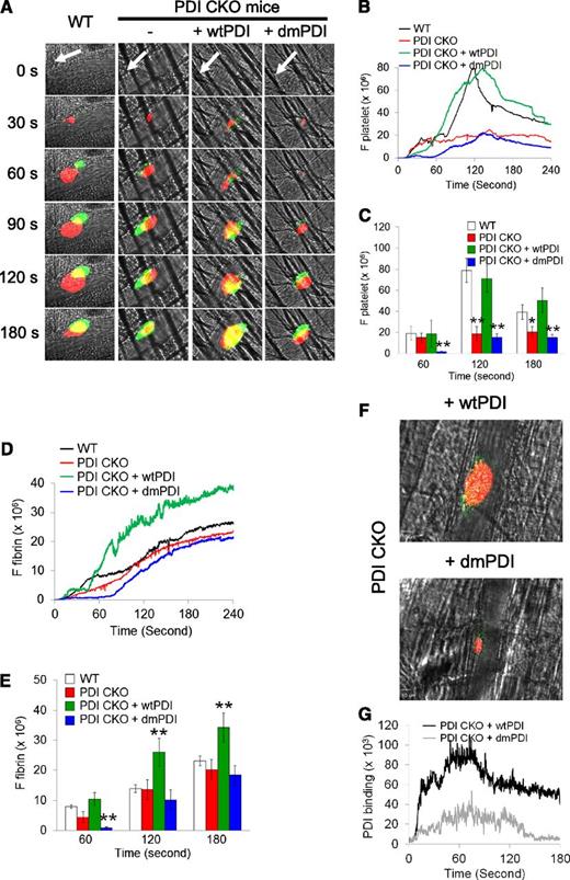 Figure 6. Platelet PDI plays a critical role in platelet accumulation but not initial adhesion and fibrin generation at the site of laser-induced arteriolar wall injury. Intravital microscopy was performed as described in “Materials and methods.” (A) Representative fluorescence images associated with platelets (red) and fibrin (green) are shown over the course of 180 seconds after vascular injury. White arrows show the direction of blood flow. (B-E) The median integrated fluorescence signals of anti-CD42c (F platelet) and anti-fibrin antibodies (F fibrin) were obtained from 28-30 thrombi in 3 WT or 6 CKO mice and is presented as a function of time. Little fluorescence signal was observed by fluorescently labeled control IgG (data not shown). (C,E) The fluorescence signal is shown at 60, 120, and 180 seconds after vascular injury. *P < .05; **P < .01 vs WT mice after Kruskal-Wallis test. (F) After infusion of wtPDI or dmPDI (100 μg), Dylight 649–conjugated rat anti-mouse CD42c and Dylight 488–conjugated anti-polyHis antibodies or mouse IgG1 were infused into PDI CKO mice. The representative images were obtained from 18-20 thrombi in 3 PDI CKO mice per group and are shown as Tmax for platelet thrombus formation. (G) The median integrated fluorescence signal of anti-polyHis antibodies (PDI binding) is presented as a function of time.