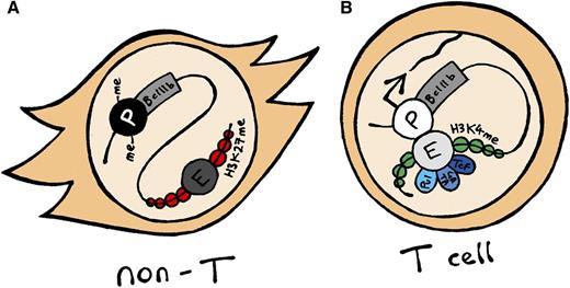 Cartoon depicting the Bcl11b locus in non-T and T cells. (A) In non-T cells, the Bcl11b promoter is often DNA-methylated and does not physically interact with its downstream enhancer, which is marked by H3K27me3. (B) In T cells and committed T-cell precursors, the actively transcribing Bcl11b promoter is unmethylated and interacts with the enhancer, which is marked by H3K4me2 (and H3K4me1) and bound by transcription factors associated with T-cell development such as Pu1, Gata3, and Tcf1 (among others).