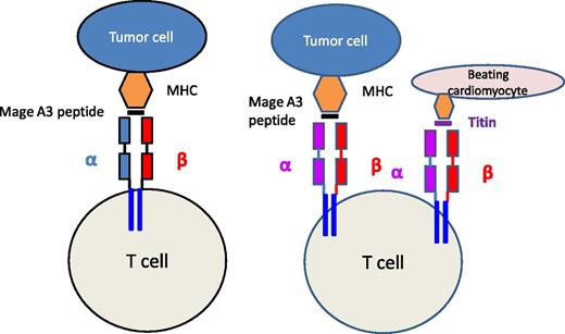 A native TCR recognizes a MAGE-A3 peptide expressed by major histocompatibility complex (MHC) molecules on tumor cells. After affinity enhancement by mutations to the α chain, the TCR now recognizes the tumor cell with enhanced affinity but also recognizes another peptide derived from titin expressed by beating cardiomyocytes that is not recognized by the native TCR.