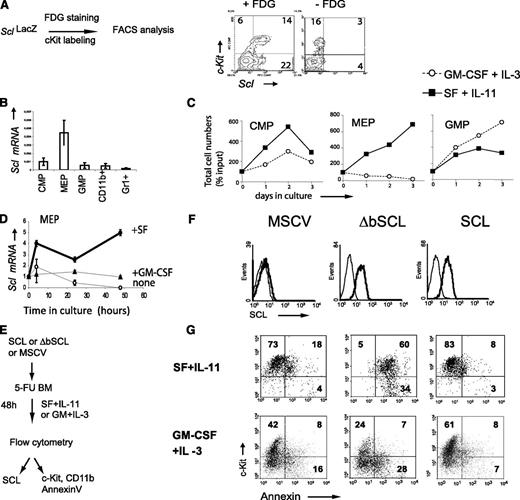 Figure 1. SCL is expressed in Kit+ cells and controls Kit-dependent cell survival. (A) Hematopoietic progenitors coexpress Scl and Kit. Scl gene transcription was monitored by β-galactosidase staining (+FDG) of bone marrow cells from SclLacZ mice. The substrate was omitted in the negative control (–FDG). (B) Kit+ populations enriched in hematopoietic progenitors, CMP, MEP, and GMP, were purified from wild-type (WT) bone marrows. Scl expression was analyzed by quantitative RT-PCR. Messenger (mRNA) levels were normalized using Hprt as an internal control. The means ± standard deviation (SD) of 3 experiments are shown. (C) These progenitors were maintained in culture with SF and IL-11 or GM-CSF and IL-3. Viable cell counts were monitored at the indicated times. (D) SF but not GM-CSF stimulation of Kit+Sca−Lin− progenitors upregulates Scl mRNA. Purified Kit+Sca-1–Lin– progenitors were stimulated with SF, GM-CSF, or control medium. Scl expression was determined at different time points by quantitative RT-PCR. mRNA levels were normalized using S16 as an internal control and then compared with expression levels at t = 0. (E) Strategy used to test the role of Scl in the survival of Kit+ cells. The 5-fluorouracil (5-FU) mouse bone marrow cells were infected with MSCV-neor retrovirus carrying human SCL, a DNA-binding defective mutant (ΔbSCL), or the control empty vector. (F) Kit+ cells were analyzed for the presence of human SCL by immunofluorescence staining with a monoclonal mouse anti-human SCL (thick line). Staining with the secondary antibody alone (goat anti-mouse) served as negative control (thin line). (G) After retroviral infection, cells were stimulated with either early acting cytokines (SF + IL-11) or myeloid cytokines (GM-CSF + IL-3) for 2 days in selective media (G418) prior to staining with Kit antibodies and Annexin V (20% to 25% infection efficiency). Dead cells were excluded from analysis by propidium iodide staining. The numbers shown represent the percentages of cells within each quadrant. Data shown (A-G) are typical of 2 or 3 independent experiments.