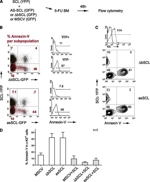 Figure 2. SCL rescues apoptosis induced a by a dominant negative or an antisense Scl in Kit+ hematopoietic progenitors. (A) SCL-YFP and ΔbSCL-GFP or SCL-YFP and asSCL-GFP were codelivered in WT bone marrow cells for 2 days, and apoptosis was monitored 48 hours after infection. (B) Annexin-V positive cells are illustrated in red. Note that red dots are present in the YFP− fractions, exclusively. Numbers in red represent the % of Annexin-V+ cells within each quadrant. (C) SCL-YFP+ and SCL-YFP− fractions were further analyzed for Kit expression and Annexin-V labeling in ΔbSCL- or asSCL-expressing cells. (D) Apoptosis in Kit+ cells. Data shown are the mean ± SD of n independent experiments.