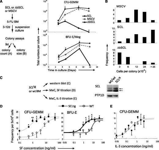 Figure 3. SCL level determines the output of hematopoietic progenitors. (A) WT bone marrow cells expressing either SCL, ΔbSCL, or control empty vector were plated in suspension culture with SF and IL-11 in selective media (G418). Samples were taken at the indicated times and plated in methylcellulose, and colonies were scored 9 days later. Represented are the cumulative growth curves of multipotent progenitors (CFU-GEMM) (upper panel) or MEPs (BFU-E/Meg) in culture. (B) Bone marrow cells expressing the indicated genes were plated in methylcellulose, and multipotent colonies were aspirated 9 days later, dispersed into single-cell suspensions and counted to determine colony size. Data shown (A-B) are typical of at least 2 independent experiments. (C) Western blot of total protein extracts from unfractionated bone marrow was used to assess SCL protein levels in WT and SCLtg mice. α-Protein tyrosine phosphatase 1D was used as a loading control. (D-E) Bone marrow cells from heterozygous SCLtg mice and WT littermates were cultured in methylcellulose in the presence of increasing concentrations of SF (D) or IL-3 (E). Multipotent colonies (CFU-GEMM) were scored 9 days later. Data represent the mean ± SD of 3 independent experiments performed in duplicate or quadruplicate. Data were analyzed using a nonlinear regression curve fitting routine (ALLFIT). Estimates of the half-effective concentrations of the different ligands on progenitors from SCLtg mice or WT littermates were as follows: 0.7 ± 0.4 (SCLtg) and 6 ± 3 (WT) ng/mL of SF for CFU-GEMMs or BFU-Es, and 0.2 ± 0.2 (SCLtg) and 0.2 ± 0.1 (WT) ng/mL of IL-3. *P < .05; **P < .01.