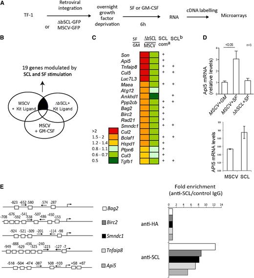 Figure 4. SCL regulates the expression of survival genes in progenitors. (A) Strategy used to identify genes controlled by SCL and Kit in human CD34+ TF-1 cells. (B) Schematic diagram representing our approach to analyze microarray data. We performed a paired comparison between TF-1 cells stimulated with either SF or GM-CSF and TF-1 cells harboring either the empty vector or the ΔbSCL under SF treatment. Nineteen survival genes were found to be coregulated by SCL and Kit signaling. (C) Relative expression levels for the 19 genes modulated by SCL and Kit. Ratio of gene expression levels of control cells (MSCV) stimulated with SF over GM-CSF, and of ΔbSCL-expressing cells over control cells, both stimulated with SF. a, ChIP-Seq peaks identified by Wilson et al35 with anti-SCL, LMO2, or GATA-1 antibodies; b, ChIP-Seq peaks identified by Kassouf et al27 with anti-SCL. (D) TF-1 cells harboring either the empty vector or ΔbSCL were treated with GM-CSF or SF (upper panel), or TF-1 cells expressing SCL were treated with GM-CSF (lower panel). Api-5 mRNA levels were assessed by semiquantitative RT-PCR. Data shown are the means ± SD of n experiments. (E) SCL occupies several loci by ChIP. E boxes within the proximal promoters of the indicated genes are shown (left panel). TF-1 cell chromatin extracts were subjected to immunoprecipitation with SCL antibody or with species-matched control immunoglobulin G (right panel). Fold enrichments were calculated as described in “Materials and methods.”