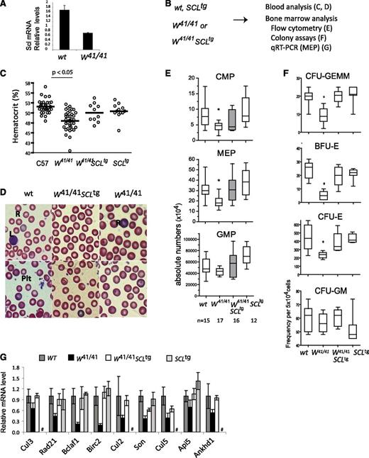 Figure 5. Genetic interaction between Kit and SCL. (A) Scl mRNA levels in purified MEPs from WT and W41/41 mice. (B) Strategy used to test the genetic interaction between Scl and Kit. (C) The SCL transgene rescues the hematocrit of W41/41 mice. Blood from 8- to 12-week-old mice was analyzed, and the hematocrits of individual mice and the mean of each group are illustrated. W41/41 mice exhibit decreased hematocrits compared with age-matched controls (P < .05), which were corrected by the SCL transgene (P = .05). (D) Blood smears from 8- to 12-week-old mice. L, lymphocyte; Plt, platelets R, polychromatophilic erythrocyte (reticulocyte). Two hundred to 300 cells on 2 different slides were scored per mouse (n = 6 for W41/41, and n = 3 for the other genotypes). (E) Analysis of progenitor-enriched populations by flow cytometry. The absolute numbers of progenitors per mice are shown as box plots for n mice of each genotype. *P < .05 compared with wt controls. (F) Bone marrow cells from wt, W41/41, W41/41-SCLtg, and SCLtg mice were cultured in methyl-cellulose, and the frequency of early (BFU-E) and late erythroid progenitors (CFU-E) as well as multipotent (CFU-GEMM) and myeloid progenitors (CFU-GM) was determined. Cultures were performed in triplicate, and data are shown as box plots with the medians as well as the 2 extreme values of each distribution. For CFU-GEMM, CFU-E, and BFU-E, the differences between wt and W41/41, and between W41/41 and W41/41-SCLtg were significant. *P < .05. In contrast, the number of colonies obtained from W41/41-SCLtg and WT mice was not significantly different (P > .1). (G) Gene expression analysis for MEPs from wt, W41/41, W41/41-SCLtg, and SCLtg mice. Expression levels of genes identified in Figure 4C were determined by quantitative RT-PCR. mRNA levels were normalized using Hprt as an internal control, and the expression levels in wt MEPs were set as 1. Shown are the averages ± SD of 2 experiments performed in triplicate (# not determined).