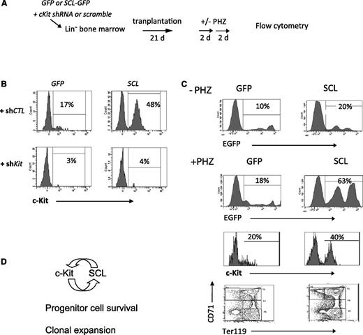 Figure 6. Higher SCL levels upregulate Kit expression. (A) Bone marrow cells were infected with SCL-GFP or the empty GFP vector for 48 hours. Kit shRNA or a control scramble sequence was then delivered by lentiviruses for 24 hours. After puromycin selection for 48 hours, cells were then transplanted into irradiated hosts. Three weeks later, mice were challenged with 2 doses of phenylhydrazine (PHZ) over 4 days. (B) Bone marrow cells were analyzed for c-Kit expression, within the GFP+Lin– fraction. (C) Donor-derived reconstitution (GFP) in control mice (–PHZ) and PHZ-treated mice (+PHZ). Kit+Lin– cells and erythroid differentiation (TER119/CD71) were analyzed in the GFP+ fraction of PHZ-treated mice. (D) Model of a positive feedback loop between c-Kit and SCL. Ligand-activated c-Kit upregulates Scl expression. Higher SCL levels further activate Kit transcription and increase bone marrow reconstitution.