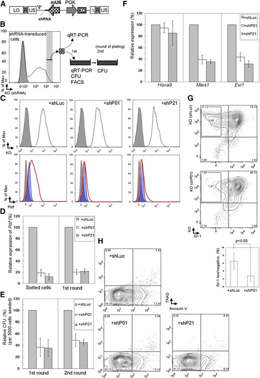 Figure 4. Suppressive effects by Plzf depletion on clonogenicity of Tg LT-HSCs immortalized by conditional expression of MLL-ENL. (A) Structure of the retroviral vector, pMXsU6-KO, carrying the expression cassette of shRNA (short thick line) driven by the mouse U6 (mU6) promoter and KO driven by the PGK promoter in the self-inactivated backbone. Δ, deletion of a fragment containing enhancer elements in the U3 sequence; Ψ, packaging signal. (B) Experimental strategy using immortalized cells with depletion of Plzf by retroviral transduction of shRNA and KO coexpressor. (C) Evaluation of Plzf depletion by shRNA (shP01 or shP21) using the MLL-ENL–immortalized WT KSL (ME) cells. ME cells were retrovirally transduced with Plzf (ME+Plzf) or mock (ME+IP) followed by drug selection. The shRNA-transduced ME+Plzf cells at the first replating were assessed on intracellular FACS. Cells transduced with the shRNA expressor confirmed by KO expression (black line) are shown in the upper panels, where gray shadows represent parental ME+Plzf cells. Plzf expression in shRNA-transduced ME+Plzf and ME+IP cells (as references) is depicted with red thick lines and blue shadow profiles, respectively, in the lower panels, where the gray shadows represent staining with the isotype control antibody in shRNA-transduced ME+Plzf cells. (D-E) Expression levels of Plzf by QRT-PCR (D) and relative colony-forming units (CFU) (E) of the cells sorted from the shRNA-transduced immortalized Tg LT-HSCs in colony replating assays. (F-H) Expression levels of Hoxa9, Meis1, and Evi1 by QRT-PCR (F) and quantification of Gr-1low/– (G) and apoptotic (H) subpopulations by FACS in the Plzf-depleted immortalized LT-HSCs at the first replating. shLuc, shRNA against luciferase; shP01 and shP21, different shRNAs against Plzf. The bar graphs show the mean ± SD of 3 independent experiments.