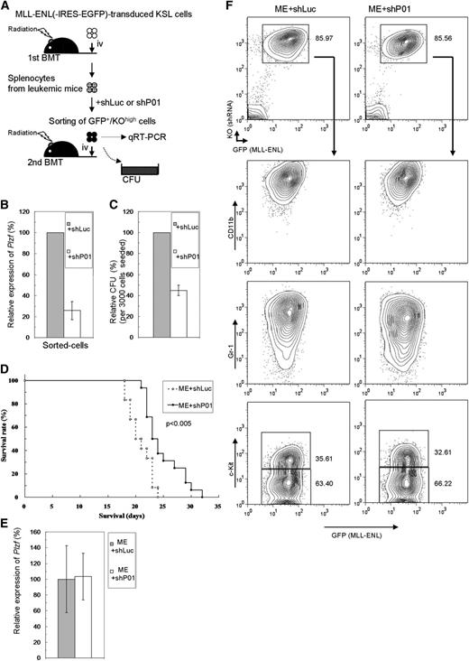 Figure 6. Plzf depletion prolongs MLL-ENL–induced leukemia. (A) Experimental strategy for the leukemia model using secondary BMT of primary MLL-ENL–leukemic cells. (B-C) Expression levels of Plzf by QRT-PCR (B) and relative CFU (C) of the cells sorted from shRNA-transduced leukemic cells. (D) Survival curves of the mice secondarily transplanted with the same Plzf-depleted (ME+shP01; n = 16) or control (ME+shLuc; n = 12) leukemic cells that are analyzed in panels B,C. Data from 3 independent experiments using independent primary leukemic cells were combined. (E-F) Expression levels of Plzf by QRT-PCR (E) and typical immunophenotype (F) of splenocytes from disease mice. The bar graphs show the mean ± SD of 3 independent experiments.