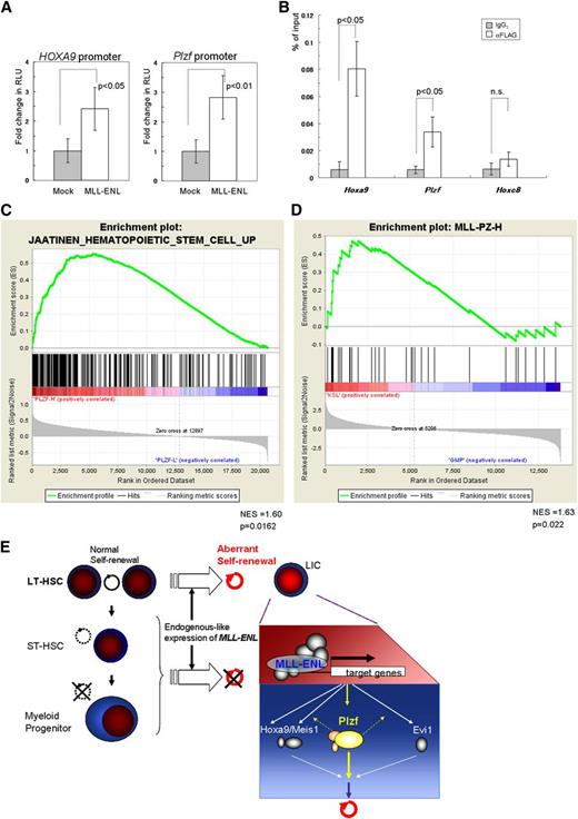 Figure 7. Close association between the MLL fusion gene and Plzf/PLZF expression in HSCs. (A) Reporter assays using luciferase driven by the mouse Plzf and human HOXA9 promoters, respectively. RLU, relative light units. (B) Relative binding of MLL-ENL (detected by an anti-FLAG antibody) to Hoxa9, Plzf, and Hoxc8 (used as a negative control) promoter regions in the Tg LT-HSCs immortalized by conditional expression of FLAG-tagged MLL-ENL. (C) GSEA of MLL-rearranged AML samples (GSE17855) showing that a gene set upregulated in HSCs35 was enriched in clinical samples expressing high levels of PLZF compared with those expressing low levels of PLZF. (D) GSEA of normal mouse KSL and GMP cells (GSE10627) showing that a gene set (MLL-PZ-H) representing the MLL-rearranged AML samples with high PLZF expression was enriched in KSL cells compared with GMP cells. (C-D) GSEAs were performed with Signal2Noise metric. NES, normalized enrichment score. (E) A proposed model of the leukemogenesis by endogenous-like expression of MLL-ENL. In contrast to retroviral transduction leading to strong expression, relatively weak but endogenous-like expression of MLL-ENL selectively transforms LT-HSCs into leukemic initiating cells (LICs), at least partly through upregulation of Plzf. The bar graphs show the mean ± SD of 3 independent experiments.