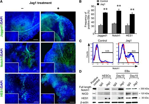 Figure 2. Activation of Notch signaling within developing EBs by Jagged1. (A) The activation of Notch signaling during hematopoietic hEB development was assessed using whole mount immunofluorescent staining of hEBs stimulated with (+) or without (–) Jag1, to detect Jagged1 (upper panels), Notch1 (middle panels), and HES1 (bottom panels). Higher numbers of positive cells for each factor were observed in Jag1-treated hEBs (+, right panels). Scale bars represent 100 μm. (B) Quantification of Jagged1-, Notch1-, or HES1-positive hEBs in the presence or absence of Jag1. **P < .01 (n = 3). (C) Flow cytometric analysis represented increase of Notch1-expressing cells in day 10 EBs upon Jag1 stimulation compared with control. (D) Western blot analysis of Notch-signaling pathway components, including full-length Notch1, NICD, and HES1 in undifferentiated hESCs and developing hematopoietic EB development, in the presence or absence of Jag1. Notch1-positive brain extract was used as a positive control.