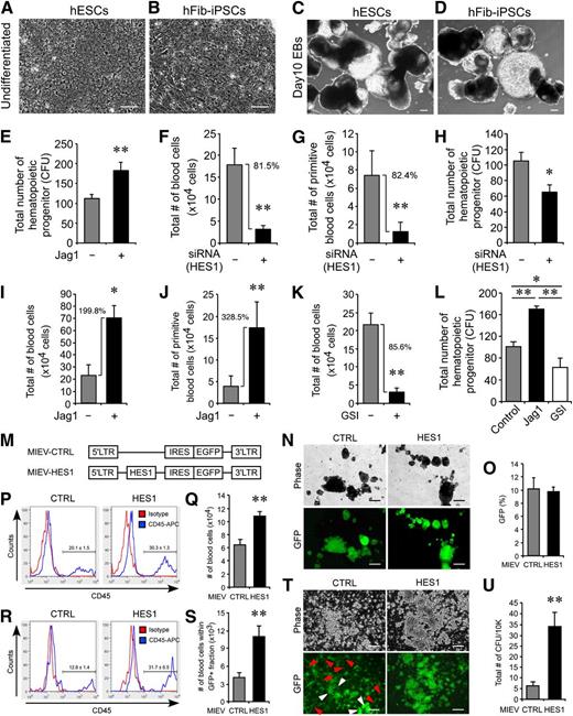 Figure 3. Modulation of Notch signaling alters blood commitment of developing hEBs. (A-D) Morphologic similarity was observed between hESC (A,C) and hFib-iPSC (B,D) in undifferentiated (A-B) and day 10 developing EBs (C-D). Scale bars represent 100 μm (A-B) and 250 μm (C-D). (E) Total number of hematopoietic colonies was higher in Jag1-treated hEBs vs control (181.8 ± 20.8 vs 111.8 ± 9.9). **P < .01 (n = 4). (F-G) Knockdown HES1 using siRNA treatment reduced 81.5% of committed (F) and 82.4% of primitive blood (G) cells in hematopoietic hESC-EB development relative to siRNA controls. **P < .01 (n = 3). (H) Hematopoietic colony formation (CFU) was performed to examine the effect of HES1 knockdown on hematopoietic progenitors. siRNA-mediated knockdown of HES1 led to a reduction in the number of hematopoietic colonies (64.8 ± 9.1 vs 104.8 ± 11.5) relative to scrambled siRNA controls. *P < .05 (n = 4). (I-J) During hFib-iPSC hematopoiesis, Jag1-activated Notch1 signaling increased the number of committed (I, 199.8% increase) and primitive blood cells (J, 328.5% increase) compared with controls. *P < .05; **P < .01 (n = 3). (K) Inhibition of hFib-iPSC blood commitment by GSI. EBs treated with GSI showed 85.6% reduced blood commitment relative to controls. **P < .01 (n = 3). (L) Alterations in Notch signaling control the generation of CFU-forming hematopoietic progenitors. Jag1-induced Notch signaling increased the number of CFUs (170.25 ± 5.47), whereas GSI-treated EBs formed fewer CFUs (63.25 ± 16.58) relative to controls (101.25 ± 8.66). *P < .05; **P < .01 (n = 4). (M-N) MIEV retroviral vectors for overexpression of HES1 (M) and GFP signals in EBs transduced with control (CTRL, left panels) or HES1 (right panels) retroviral overexpression vectors (N). Scale bars represent 250 μm. (O) Transduction efficiency of both control (10.12 ± 1.7%) and HES1 (9.81 ± 0.6%) retroviruses at day 15 of EB development by FACS. (P-S) Augmentation of blood in total EBs (P-Q) or within the GFP+ cell fraction (R-S) at day 15 of EB development. Both frequency based on FACS analysis (P, 30.3 ± 1.3% vs 20.1 ± 1.5%) and total number of blood cells (Q, 10.9 ± 0.6 × 104 cells vs 6.6 ± 0.8 × 104 cells) are higher in developing hEBs transduced by HES1 overexpression vs control. Within the GFP+ cell fraction, higher frequency (R, 31.7 ± 6.5% vs 12.8 ± 1.4%) and number of blood cells (S, 11.1 ± 1.73 × 103 cells vs 4.2 ± 0.71 × 103 cells) are observed in HES1 overexpression. **P < .01 (n = 4). (T) Contribution of GFP+ cells in hematopoietic CFUs from both control and HES1 overexpression. GFP+ cells from control CFUs contributed in both hematopoietic colonies (white arrowhead) and attached endothelial colonies similarly (red arrowhead), whereas the majority of GFP+ cells are restricted to hematopoietic colonies upon HES1 overexpression. Scale bars represent 100 μm. (U) HES1 overexpression increased total number of hematopoietic colonies over the control (34.3 ± 6.4 vs 6.7 ± 1.5). **P < .01 (n = 3).