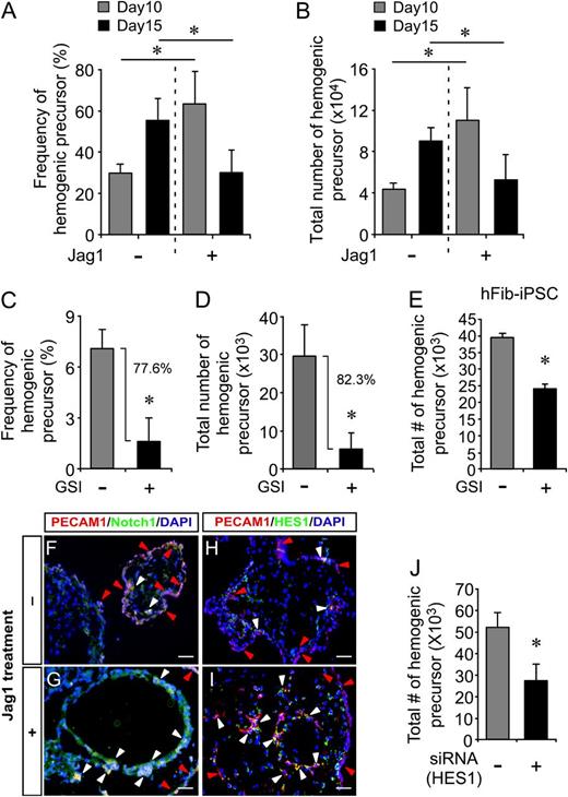 Figure 4. Regulation of hPSC hemogenic precursor specification by Notch signaling. (A-B) Effect of Jag1-mediated Notch activation on hemogenic precursor specification of hESCs. Increased frequency (A, 63.1 ± 15.6% vs 29.6 ± 4.5%) and total number (B, 11 ± 3.2 × 104 cells vs 4.4 ± 0.4 × 104 cells) of hemogenic precursors were observed in hEBs treated with Jag1 relative to controls on day 10. In contrast, on day 15, the frequency (A, 29.7 ± 10.8% vs 55.1 ± 10.6%) and total number (B, 5.3 ± 2.5 × 104 cells vs 9.1 ± 1.2 × 104 cells) of hemogenic precursors in Jag1-treated hEBs had significantly decreased. *P < .05 (n = 3). (C-D) Effect of GSI on the emergence of hemogenic precursors during hEB development. hEBs treated with a GSI showed decreased frequency (C, 1.58 ± 1.36% vs 7.08 ± 1.08%) and total number (D, 5.2 ± 4.1 × 103 cells vs 29.6 ± 8.0 × 103 cells) of hemogenic precursor relative to controls on day 10. *P < .05 (n = 3). (E) GSI inhibited hemogenic precursor augmentation from hEBs formed with hFib-iPSCs (24.3 ± 1.1 × 103 cells vs 39.6 ± 1.2 × 103 cells). *P < .05 (n = 3). (F-I) Effect of Notch signaling on the emergence of hemogenic precursors from hESCs was confirmed by colocalization of PECAM1 with Notch1 (F-G) and HES1 (H-I) by immunofluorescence. Day 10 hEBs stimulated by Jag1 (G,I) were compared with control hEBs (F,H). In EBs stimulated with Jag1, the majority of Notch1+ cells (G) and HES1+ cells (I) coexpressed hemogenic precursor marker PECAM1 (white arrowhead), whereas lower numbers of PECAM1+ cells (red arrowheads) are predominant in control hEBs. Scale bars represent 100 μm. (J) HES1 knockdown during hematopoietic hEB development impaired hemogenic precursor specification. HES1 siRNA–treated hEBs exhibited reduced numbers of hemogenic precursors compared with the scrambled siRNA control (27.6 ± 7.4 × 103 cells vs 52.1 ± 7.1 × 103 cells). *P < .05 (n = 3).