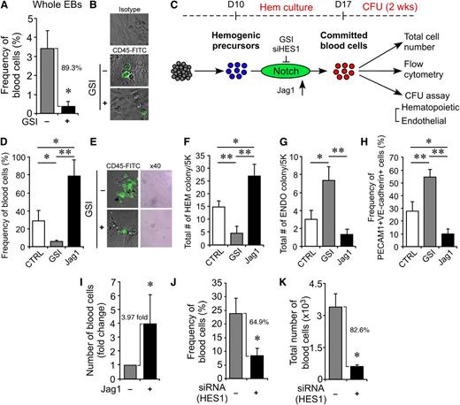 Figure 5. Effect of Notch signaling on the hematopoietic commitment of purified hemogenic precursors. (A-B) GSI-mediated inhibition of Notch signaling in dissociated single cells from unsorted total EBs resulted in an 89.3% reduction of CD45+ blood cell frequency (A) and immunocytochemical staining for CD45 on single cells after extended hematopoietic culture (Hem-culture) revealed lower numbers of CD45+ cells in the GSI-treated group (B). *P < .05 (n = 3). (C) Schematic summary to examine the effect of up- or downregulated Notch signaling on blood commitment of isolated hemogenic precursors. (D) Emergence of CD45+ blood cells could be modulated by controlling Notch signaling in isolated hemogenic precursors. GSI-mediated Notch downregulation inhibited blood commitment (5.38 ± 1.45%) over controls (28.2 ± 12%). Conversely, Jag1-stimulated hemogenic precursors enhanced blood augmentation (78.2 ± 18%). *P < .05; **P < .01 (n = 3). (E) GSI-mediated inhibition of Notch signaling on isolated hemogenic precursors resulted in a significant reduction of CD45+ blood cells by immunocytochemical staining. (F-G) Total number of hematopoietic colonies (F) and endothelial colonies (G) formed from isolated hemogenic precursors by modulating Notch signaling during extended Hem-culture. GSI-mediated Notch downregulation decreased the number of hematopoietic colonies (F, 4.66 ± 2.51), whereas it increased the number of endothelial colonies (G, 7.33 ± 1.52). On the contrary, upregulated Notch upon Jag1 treatment increased the number of hematopoietic colonies (F, 26.67 ± 4.73) but decreased endothelial colonies (G, 1.33 ± 0.58) compared with the number of hematopoietic (F, 14.67 ± 2.52) and endothelial colonies (G, 3 ± 1) in the control. *P < .05; **P < .01 (n = 3). (H) Effect of up- or downregulation of Notch on endothelial-specific marker expression was analyzed by flow cytometry. Expression level of PECAM1 and VE-cadherin was evaluated in isolated hemogenic precursors with activated or suppressed Notch signaling by Jag1 or GSI treatment, respectively. GSI-treated hemogenic precursors showed higher frequency of PECAM1+VE-cadherin+ (54.73 ± 6.17%) over controls (27.94 ± 7.59%) and Jag1 treatment (9.94 ± 3.82%). *P < .05; **P < .01 (n = 3). (I) Effect of Jag1 on blood commitment of isolated hemogenic precursors. Total CD45+ blood cells increased by 3.97-fold relative to controls following extended Hem-culture upon Jag1 stimulation. *P < .05 (n = 3). (J-K) Reduction of CD45+ blood commitment from isolated hemogenic precursors after HES1 knockdown relative to scrambled siRNA control; frequency (J, 64.9% reduction) and total blood cells (K, 82.6% reduction). *P < .05 (n = 3).