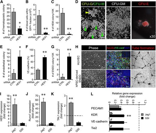 Figure 6. HES1 is a key modulator of commitment to the hematopoietic or endothelial fate during development. (A) HES1 knockdown achieved by siRNA in hemogenic precursors formed fewer hematopoietic colonies (8 ± 2.9 vs 30.3 ± 4.4). *P < .05 (n = 4). (B-C) Retroviral knockdown of HES1 impaired blood production (B, 0.36 ± 0.12 × 103 cells vs 3.85 ± 0.98 × 103 cells) and hematopoietic colony formation (C, 15.5 ± 1.29 vs 25.25 ± 3.59). **P < .01 (n = 4). (D) Colonies formed after HES1 siRNA knockdown represented typical hematopoietic colony subtypes, including granulocytes (CFU-G, yellow arrowhead in left panel), macrophages (CFU-M, green arrowhead in left panel), granulocyte macrophages (CFU-GM, middle panel), and erythrocytes (CFU-E, right panel). Scale bars represent 100 μm. (E) siRNA-mediated HES1 knockdown in hemogenic precursors increased the number of endothelial colonies (12.0 ± 3.2 vs 3.3 ± 2.1) relative to controls. *P < .05 (n = 4). (F-G) Retroviral HES1 suppression induced a higher level of endothelial-specific VE-cadherin expression (F, 74.3 ± 5.89% vs 31.73 ± 3.07%) and total number of endothelial colonies (G, 9.25 ± 1.26 vs 1 ± 1.15) than the control. **P < .01 (n = 4). (H) Characterization of hPSC-derived endothelial cells in HES1 knockdown cultures shown by morphology (bottom left panel), VE-cadherin staining with Dil-Ac-LDL uptake (bottom middle panel), and functional in vitro tube formation (bottom right panel) compared with HUVEC positive controls (upper row). Scale bars represent 100 μm (left and middle panels) and 250 μm (right panels). (I-K) Relative expression of HES1 (I) and hematopoietic markers, Runx1 (J) and TAL1 (K), in hematopoietic and endothelial colonies harvested from CFU assays upon Jag1 and GSI stimulation, respectively. Taken together with HES1 (I, 12.74 ± 3.39-fold), higher expression levels of Runx1 (J, 55.12 ± 8.88-fold) and TAL1 (K, 2.3 ± 0.05-fold) were observed in hematopoietic colonies vs endothelial colonies (1.44 ± 0.24-fold; F, 5.44 ± 1.01-fold; G, 0.3 ± 0.06-fold). HUVEC was used as a control. **P < .01 (n = 3). (L) Quantitative analysis of endothelial-specific gene expression relative to HUVEC demonstrating GSI-mediated Notch knockdown increased endothelial-specific KDR (0.49 ± 0.02-fold vs 0.08 ± 0.02-fold), VE-cadherin (0.46 ± 0.2-fold vs nondetected), and Tie2 (0.48 ± 0.1-fold vs nondetected) gene expression over Jag1 stimulation. Expression level of PECAM1 was similar in both GSI-treated (0.38 ± 0.03-fold) and Jag1-treated (0.31 ± 0.08-fold) cells.
