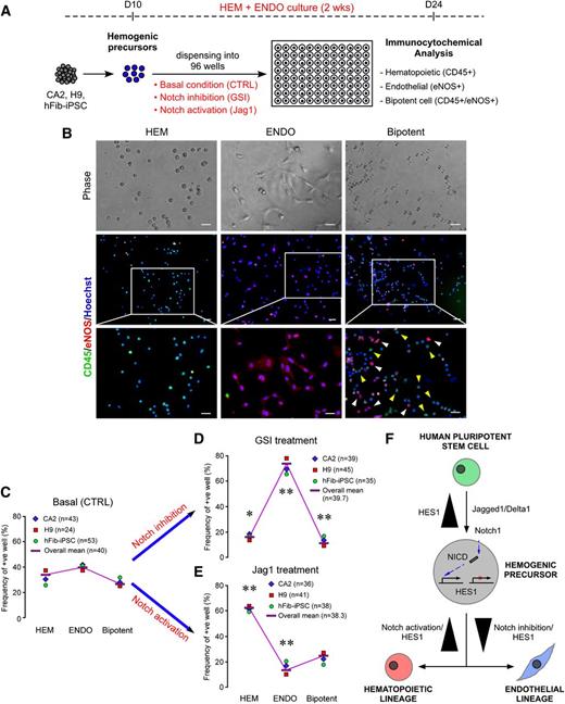 Figure 7. Notch signaling clonally controls the hematopoietic vs endothelial lineage specification of hPSC-derived hemogenic precursors and proposed model for hemato-endothelial lineage specification of hPSCs via HES1. (A) Schematic for the experiment performed to determine the role of Notch signaling in hematopoietic vs endothelial lineage specification of isolated hemogenic precursors at the clonal level. Isolated hemogenic precursors were directly dispensed into 96-well plates and then underwent hemato-endothelial specification in the presence or absence of GSI or Jag1. The specified cells were distinguished by immunocytochemical staining with CD45 and eNOS. The number of wells having hematopoietic, endothelial, or bipotent cells was quantified on a plate reader. (B) Morphologic and phenotypic distinctions among hematopoietic, endothelial, and bipotent cells specified from single hemogenic precursors upon GSI or Jag1 treatment. Each well was counted as hematopoietic (HEM), endothelial (ENDO), or bipotent (Bipotent) cells depending on whether the majority of the cells in the wells were positive for CD45+ (HEM), eNOS+ (ENDO), or CD45+/eNOS+ (Bipotent). Scale bars represent 100 μm. White arrowhead, CD45+ cell; yellow arrowhead, eNOS+ cell. (C-E) Lineage specification of isolated single precursors upon Notch inhibition (GSI, D) or Notch activation (Jag1, E) compared with endogenous developmental potential (Basal, C). Frequencies of wells positive for CD45+ (HEM), eNOS+ (ENDO), and CD45+/eNOS+ (Bipotent) were significantly different in GSI (D) or Jag1 (E) treatments compared with controls. *P < .05; **P < .01 (n = 3). (F) The proposed model suggests that HES1, the downstream effector of Notch signaling, is a key regulator of hemogenic specification and subsequent commitment of hemogenic precursors to hematopoietic or endothelial lineages in hPSCs.