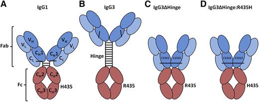 Figure 1. Schematic illustration of the engineered antibodies. (A-B) Schematic illustrations of the domain architecture of wild-type IgG1 and IgG3. (C-D) The 2 engineered IgG3 antibodies, IgG3ΔHinge and IgG3ΔHinge:R435H, both have a deletion of the hinge region and a mutation within the CH1 domain (C131S), making them unable to activate complement and FcγR-mediated functions, which are the 2 main effector systems leading to cellular destruction. Compared with IgG3ΔHinge, the IgG3ΔHinge:R435H antibody has a mutation in the CH3 domain of the Fc where an arginine at position 435 is exchanged to a histidine, making IgG3ΔHinge:R435H identical to IgG1 in this position.