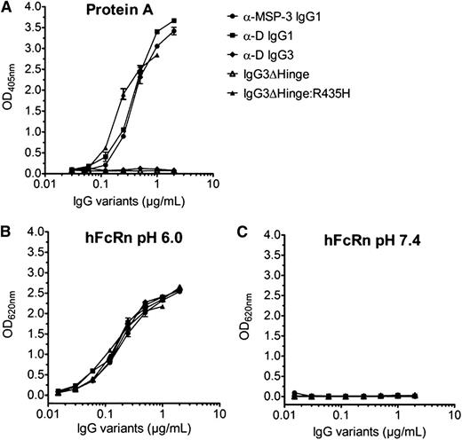 Figure 3. Binding of wild-type and engineered IgGs to protein A and hFcRn. ELISA screening showing binding of titrated amounts of wild-type IgG1, IgG3, and engineered IgG3 variants to (A) protein A from S aureus, and (B) hFcRn at pH 6.0 and (C) hFcRn at pH 7.4. Wild-type IgG3 and IgG3ΔHinge do not bind to protein A, which confirms that IgG3 and IgG3ΔHinge lack the amino acid residue histidine in position 435. All antibodies bind to hFcRn at pH 6.0, but not at pH 7.4; n = 3. All data are presented as mean ± SD.