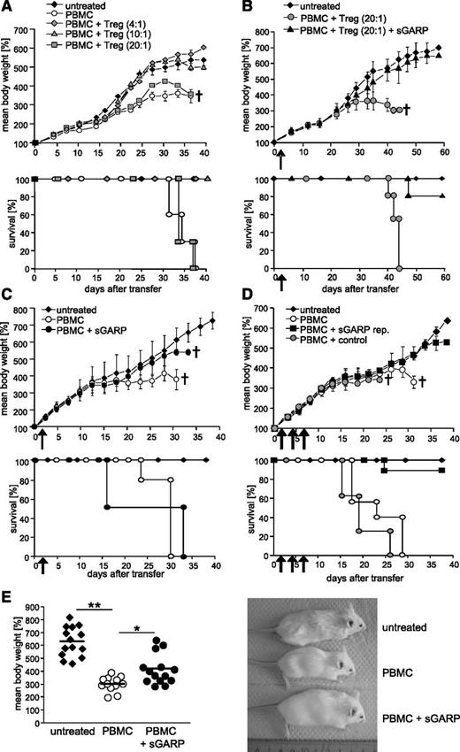 Figure 3. sGARP prevents GVHD development. (A) Protection from GVHD by human Treg. Newborn Rag2−/−γc−/− mice were transferred with 5 × 106 human PBMC with or without titrated numbers of Treg. Untreated mice served as controls. Percent mean body weight is based on initial weight. Upper panel: One representative experiment (3 mice per group, n = 3) is shown. Percent mean body weight data ± SEM. Lower panel: Kaplan-Meier plots of 9 mice per individual group. (B) Protection by a single GARP injection in the presence of Treg. 5 × 106 PBMC were intraperitoneally injected into newborn Rag2−/−γc−/− mice containing a nonprotective number of Treg (PBMC:Treg ratio 20:1) with and without 5 µg sGARP. Untreated mice served as controls. Upper panel: One representative experiment (4 mice per group, n = 3) is shown. Percent mean body weight data ± SEM. Lower panel: Kaplan-Meier plots of 12 mice per individual group. (C) Single injection of sGARP did not protect against GVHD. PBMC were injected with and without 5 µg sGARP into newborn Rag2−/−γc−/− mice. Untreated mice served as controls. Upper panel: One representative experiment (5 mice per group, n = 2) is shown. Percent mean body weight data ± SEM. Lower panel: Kaplan-Meier plots with 10 mice per individual group. (D) Protection by repetitive injection of sGARP. PBMC were injected with 5 µg sGARP or control protein into newborn Rag2−/−γc−/− mice. sGARP was administered 3 times every other day (sGARP rep.). Untreated mice served as controls. Upper panel: One typical experiment (6 mice per group, n = 4) is shown. Percent mean body weight data ± SEM. Lower panel: Kaplan-Meier plots with 24 mice per individual group. (E) Mice 27 days after transfer of PBMC with and without repetitive injection of sGARP compared with untreated mice (14 mice per group, mean ± SEM, *P < .05, **P < .01).