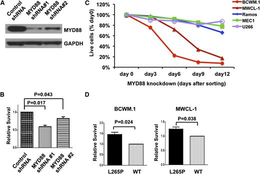 Figure 1. Inhibition of MYD88 is associated with decreased survival, while overexpression of MYD88 L265P promotes survival of WM cells. (A) The efficiency of MYD88 knockdown by 2 lentiviral shRNAs in BCWM.1 cells was confirmed by western blot using GAPDH as a loading control. (B) Relative survival of MYD88 L265P-expressing WM cells, BCWM.1, following knockdown of MYD88 by 2 lentiviral shRNAs targeting the 3′ UTRs of MYD88. P values are labeled compared with control shRNA. (C) Time-dependent survival of MYD88 L265P-bearing BCWM.1 and MWCL-1 cells, and MYD88 WT-expressing MEC-1, Ramos, and U266 cells following knockdown of MYD88. Cells were sorted by GFP for shRNA#1 expression at day 4 after lentiviral transduction. The percentage of GFP+, shRNA#1-expressing cells relative to the GFP−, shRNA#1-negative fraction at the indicated days after sorting is plotted and normalized to day 0 (right after sorting) values. (D) Relative survival of BCWM.1 and MWCL-1 WM cells engineered to overexpress WT or L265P MYD88 coding regions, with concurrent knockdown of endogenous MYD88 expression by 3′ UTR targeting shRNA#1. All experiments were performed at least in triplicate; P values are shown as labeled.