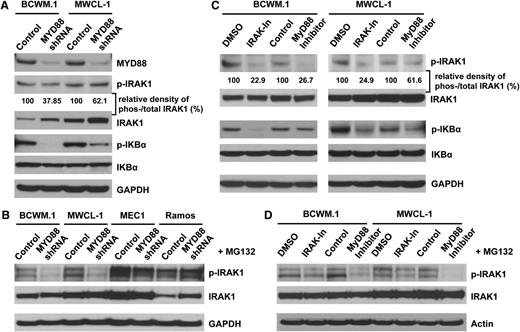 Figure 3. MYD88 regulation of IRAK 1 and IκBα activity in WM cells-expressing the L265P mutation. (A) Western blot analyses were performed using antibodies which detect total and phosphorylated IRAK1 (The-209) and IκBα (Ser-32) following lentiviral transduction with either MYD88 knockdown (shRNA#1) or control lentiviral vectors. The relative density of phosphorylated vs total IRAK1 was analyzed by densitometry measurements and normalized to the values of control vectors. (B) To confirm the rapid degradation of activated IRAK1 that leading the reduction of total IRAK1 proteins, cells were treated with the proteasome inhibitor MG132 for 4 hours after MYD88 knockdown (shRNA#1). The phosphorylated and total IRAK1 were checked by western blot. (C) The effects of IRAK 1 and 4 inhibitor and MYD88 homodimerization inhibitory peptide were also evaluated by the phosphorylation of IRAK1 and IKBα with western blot. (D) Changes in phosphorylated IRAK1 in the presence of MG132 following treatment with either an IRAK 1 and 4 or MYD88 peptide inhibitor.