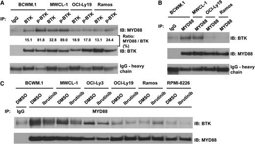 Figure 4. Coimmunoprecipitation studies identifying phospho-BTK as a binding partner of MYD88 in L265P-expressing WM cells, and abrogation of MYD88-BTK binding following treatment with ibrutinib in MYD88 L265P-expressing cells. (A) Immunoprecipitation experiments using pull-down (IP) anti-BTK– or phospho-BTK–specific antibodies followed by IB with an anti-MYD88 antibody in lysates from MYD88 L265P heterozygous-expressing BCWM.1 and MWCL-1 cells, and MYD88 WT-expressing OCI-Ly19 and Ramos cells. The ratio of MYD88 vs total BTK was analyzed by densitometry showing the amount of MYD88 protein that was pulled down by BTK. (B) Depicts experiment in which IP was performed with anti-MYD88 antibody and IB with an anti-BTK antibody. (C) Impact of ibrutinib pretreatment (4 μM for 90 minutes) on coimmunoprecipitation of BTK with MYD88 in MYD88 L265P-expressing BCWM.1, MWCL-1, and OCI-Ly3 cells, and MYD88 WT-expressing OCY-Ly19, Ramos, and RPMI 8226 cells. IB, immunoblotting antibody; IP, immunoprecipitation antibody.